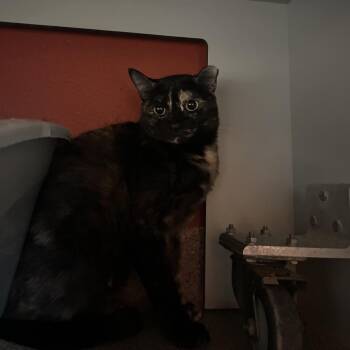 Bella Donna -  Domestic Short Hair Cat for Adoption in Sarasota, Florida - Bella Donna | PetCurious