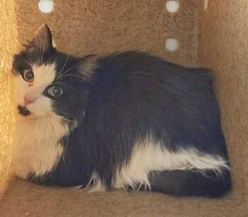 Domestic Medium Hair and Domestic Short Hair Cats Available for Adoption - JACK JACK | PetCurious