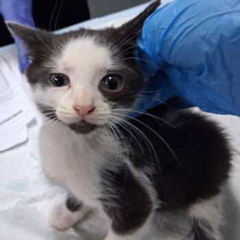 Kinsley -  Domestic Short Hair Cat for Adoption in Summerville, South Carolina - Kinsley | PetCurious