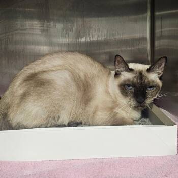 Chow -  Siamese Cat for Adoption in Tampa, Florida - Chow | PetCurious