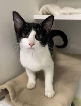 Ghost Face -  Domestic Short Hair Cat for Adoption in Jackson, Michigan - Ghost Face | PetCurious