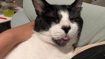 Lalo -  Domestic Short Hair Cat for Adoption in Chicago, Illinois - Lalo | PetCurious