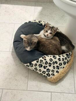 Daisy and Dolly Bonded -  Domestic Short Hair Cat for Adoption in Pottsboro, Texas - Daisy And Dolly Bonded | PetCurious