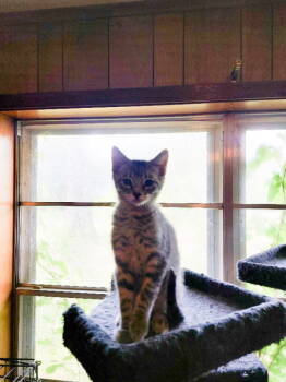 Rescue Tabby Cats for Adoption in Pineville, Louisiana - Baxter | PetCurious