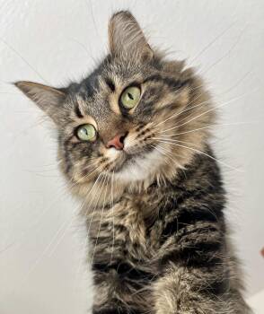 Rescue Domestic Long Hair Cats for Adoption in Ottawa Hills, Ohio - Princess | PetCurious