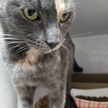 Domestic Short Hair Cats Available for Adoption in Branson, Missouri - Turtle | PetCurious