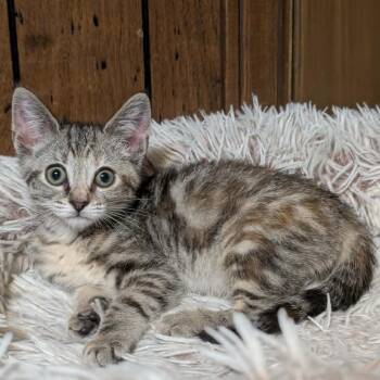 Chai -  Domestic Short Hair Cat for Adoption in West Olive, Michigan - Chai | PetCurious