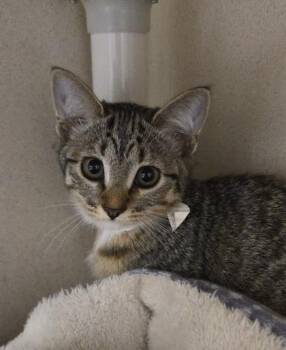 Luisa - I am at Petsmart Framingham -  Domestic Short Hair Cat for Adoption in East Brookfield, Massachusetts - Luisa - I Am At Petsmart Framingham | PetCurious