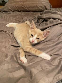 Agent Cedric (FeLV+) -  Domestic Short Hair Cat for Adoption in Minneapolis, Minnesota - Agent Cedric (FeLV+) | PetCurious
