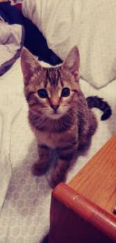 Domestic Short Hair Cats Available for Adoption - Bonnie | PetCurious