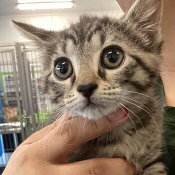 Domestic Short Hair Cats Available for Adoption in Montgomery, Alabama - Jenny | PetCurious