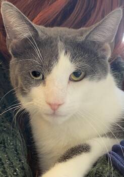 Flash Gordon -  Domestic Short Hair Cat Available for Adoption in Mansfield, Ohio - Flash Gordon | PetCurious