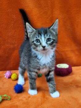 Fergus -  Domestic Short Hair Cat Available for Adoption in Bucyrus, Ohio - Fergus | PetCurious