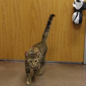 Domestic Short Hair Cats Available for Adoption in Chattanooga, Tennessee - Angelica | PetCurious