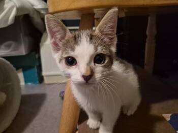 OLLIE -  Domestic Short Hair Cat for Adoption in Tustin, California - OLLIE | PetCurious