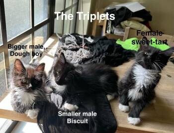 Biscuit -  Domestic Medium Hair Cat for Adoption in Sebastian, Florida - Biscuit | PetCurious