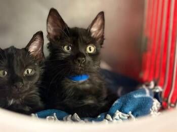 HARRY -  Domestic Short Hair Cat for Adoption in Fort Wayne, Indiana - HARRY | PetCurious