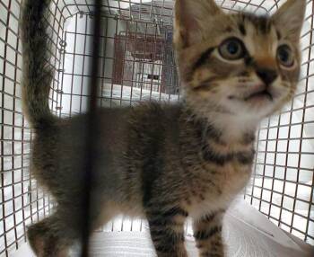 FINNEGAN -  Domestic Short Hair Cat for Adoption in Fort Lauderdale, Florida - FINNEGAN | PetCurious