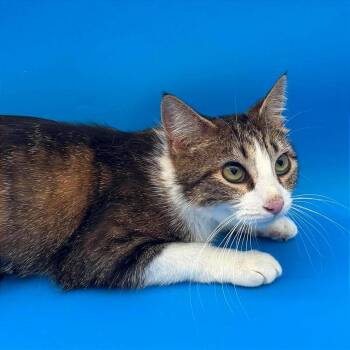 Briar Rose -  Domestic Short Hair Cat for Adoption in Plainfield, Illinois - Briar Rose | PetCurious