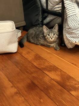 Cha Cha Slide - Available in Foster -  Domestic Short Hair Cat for Adoption in Morristown, New Jersey - Cha Cha Slide - Available In Foster | PetCurious