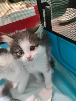 Buncha Crunch -  Domestic Medium Hair Cat for Adoption in Fort Lupton, Colorado - Buncha Crunch | PetCurious