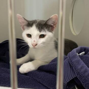 Romeo -  Domestic Short Hair Cat for Adoption in Winston-salem, North Carolina - Romeo | PetCurious