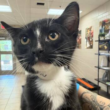 Bratwurst -  Domestic Short Hair Cat for Adoption in Birmingham, Alabama - Bratwurst | PetCurious