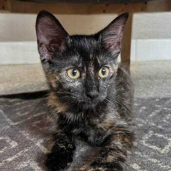 LeeLee -  Tortoiseshell Cat for Adoption in De Pere, Wisconsin - LeeLee | PetCurious