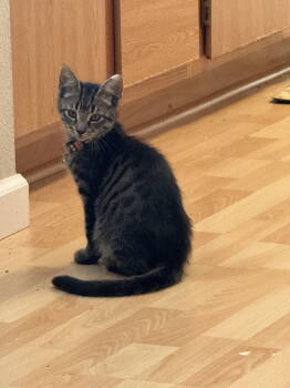 Rescue Domestic Short Hair Cats for Adoption in Davis, California - Lewis | PetCurious