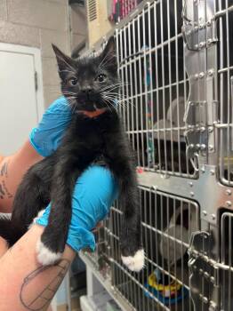 Domestic Short Hair Cats Available for Adoption in Blountville, Tennessee - Felix | PetCurious