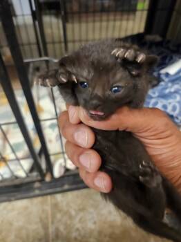 Larry -  Domestic Short Hair Cat Available for Adoption in Lockhart, Texas - Larry | PetCurious