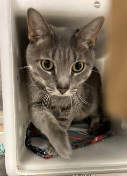 Mushu -  Domestic Short Hair Cat for Adoption in Daytona Beach, Florida - Mushu | PetCurious