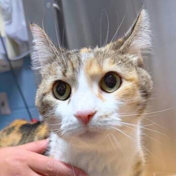 Mao -  Domestic Medium Hair Cat for Adoption in Providence, Rhode Island - Mao | PetCurious