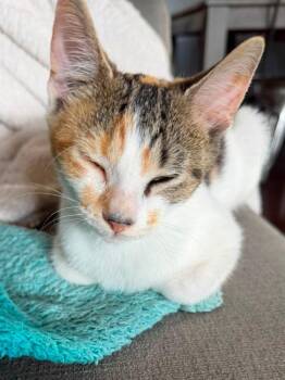 Shania       GFRCC -  Domestic Short Hair Cat for Adoption in Metamora, Illinois - Shania       GFRCC | PetCurious