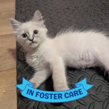 ANNE -  Domestic Medium Hair Cat for Adoption in Tallahassee, Florida - ANNE | PetCurious