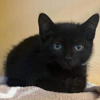 Niles -  Domestic Short Hair Cat for Adoption in East Hanover, New Jersey - Niles | PetCurious