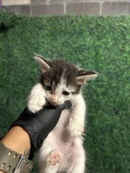 Kitten 5 -  Domestic Short Hair Cat for Adoption in El Paso, Texas - Kitten 5 | PetCurious