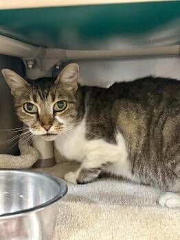 Lila -  Domestic Short Hair Cat for Adoption in Gillette, Wyoming - Lila | PetCurious