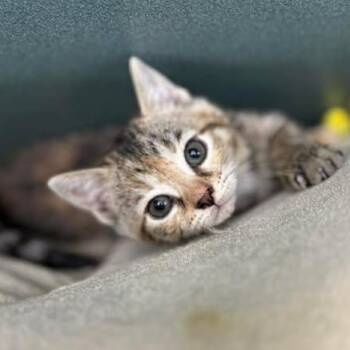 Domestic Short Hair Cats Available for Adoption in Bardstown, Kentucky - Camilla Clawbello | PetCurious