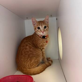Snowy -  Domestic Short Hair Cat for Adoption in Lake Jackson, Texas - Snowy | PetCurious