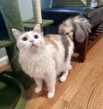 Ruby -  Domestic Long Hair and Calico Cat for Adoption in Greensboro, North Carolina - Ruby | PetCurious