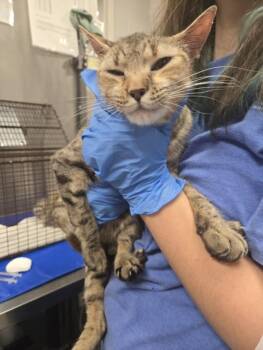 Domestic Short Hair Cats Available for Adoption - OATMEAL CREME PIE | PetCurious