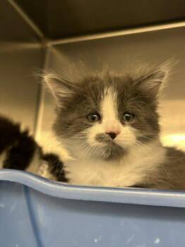 Domestic Short Hair Cats Available for Adoption in Munster, Indiana - Plum | PetCurious