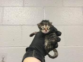 A1925892 -  Domestic Short Hair Cat for Adoption in Thousand Palms, California - A1925892 | PetCurious