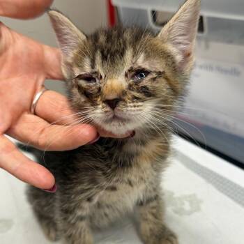 Bang -  Domestic Short Hair Cat for Adoption in Morganton, North Carolina - Bang | PetCurious