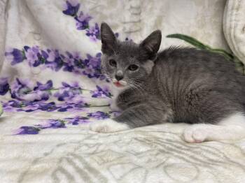 Howdy -  Domestic Short Hair Cat Available for Adoption in Edinburg, Virginia - Howdy | PetCurious