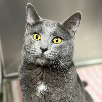 Domestic Short Hair and Russian Blue Cats Available for Adoption in West Olive, Michigan - Garden Hose (Critter Barn) | PetCurious
