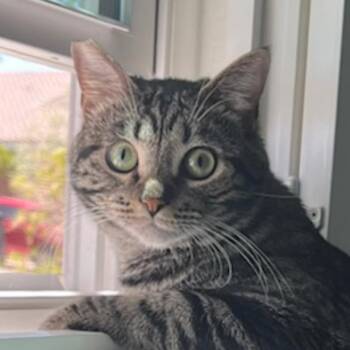 Gilligan 54349 -  Domestic Short Hair Cat for Adoption in Las Vegas, Nevada - Gilligan 54349 | PetCurious