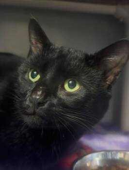Domestic Short Hair Cats Available for Adoption - Nevermore | PetCurious