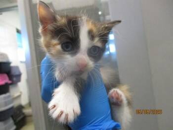 APPLE -  Domestic Short Hair Cat for Adoption in Oklahoma City, Oklahoma - APPLE | PetCurious
